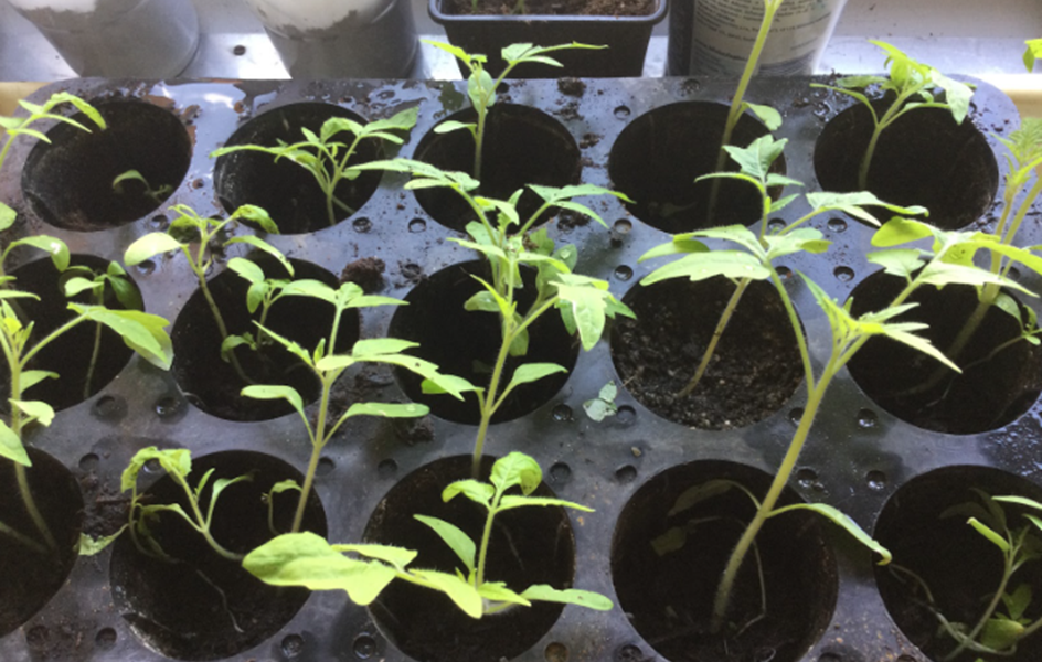 Sazeničky rajčat - zvětšit obrázek