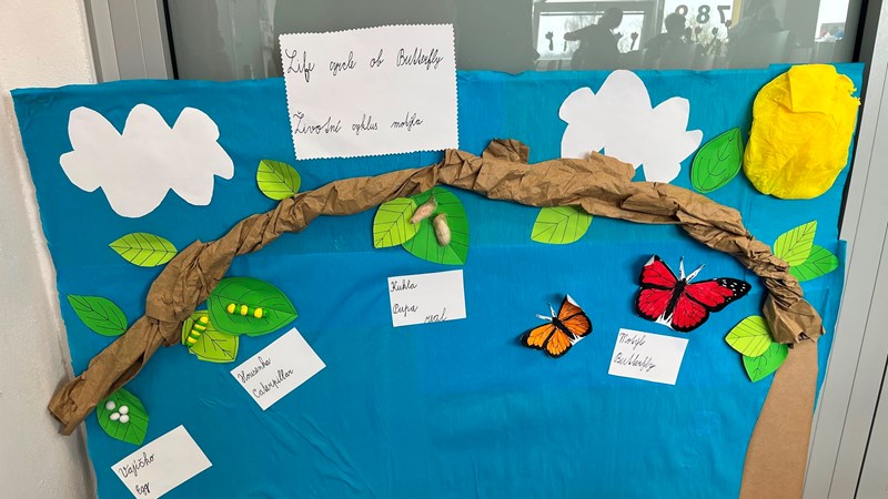 Motýl - projekt ČSP